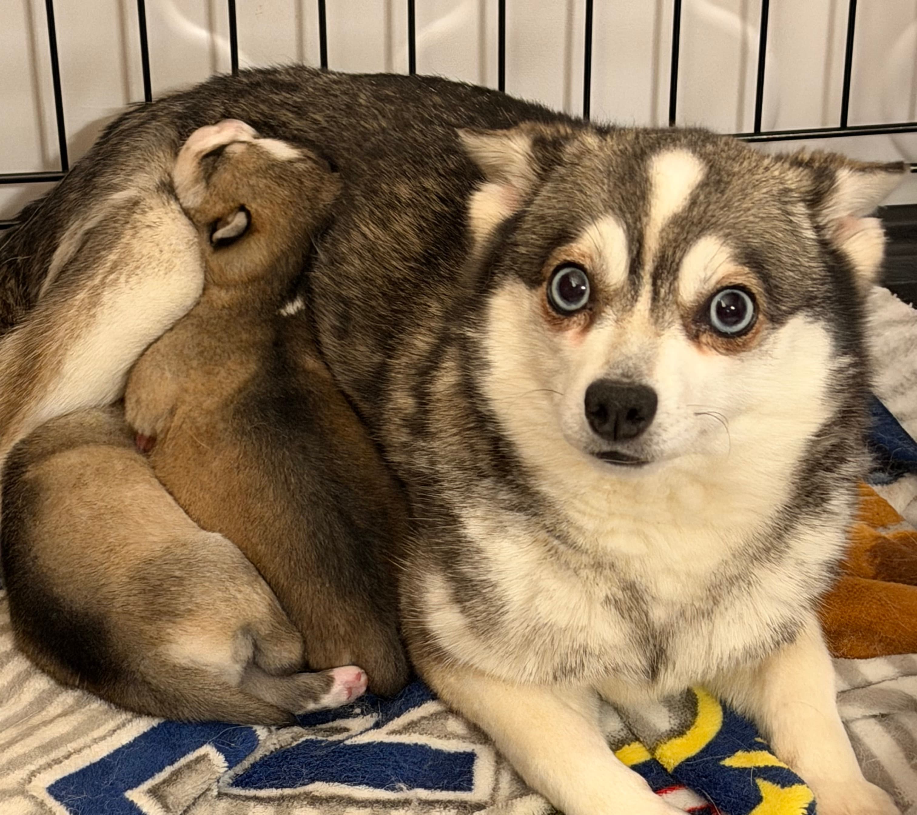 Klee kai mom